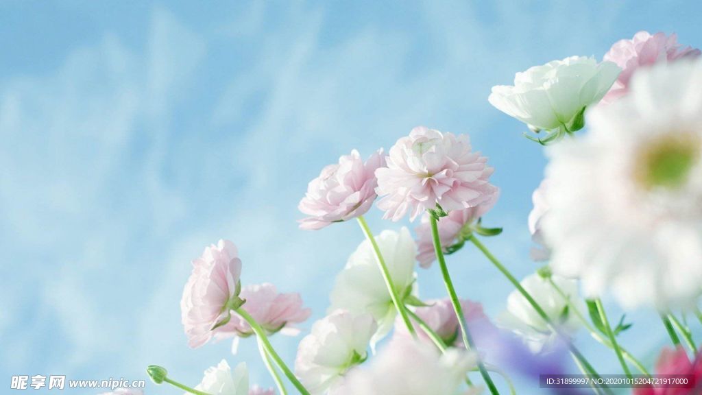 粉嫩小花和蓝色天空图片