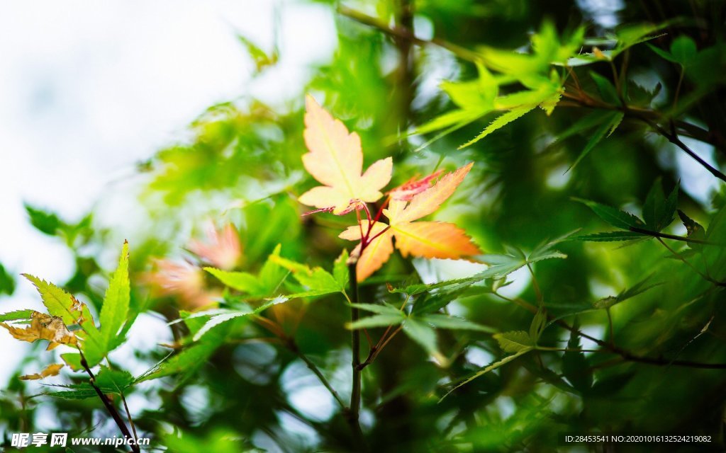 拍摄素材