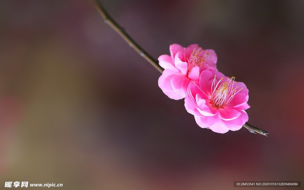 拍摄素材