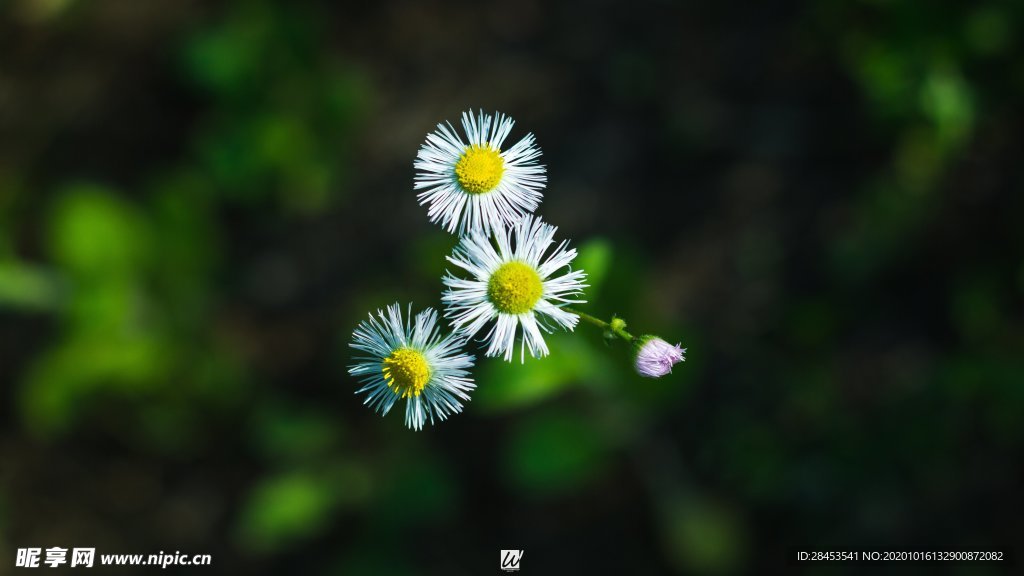 拍摄素材