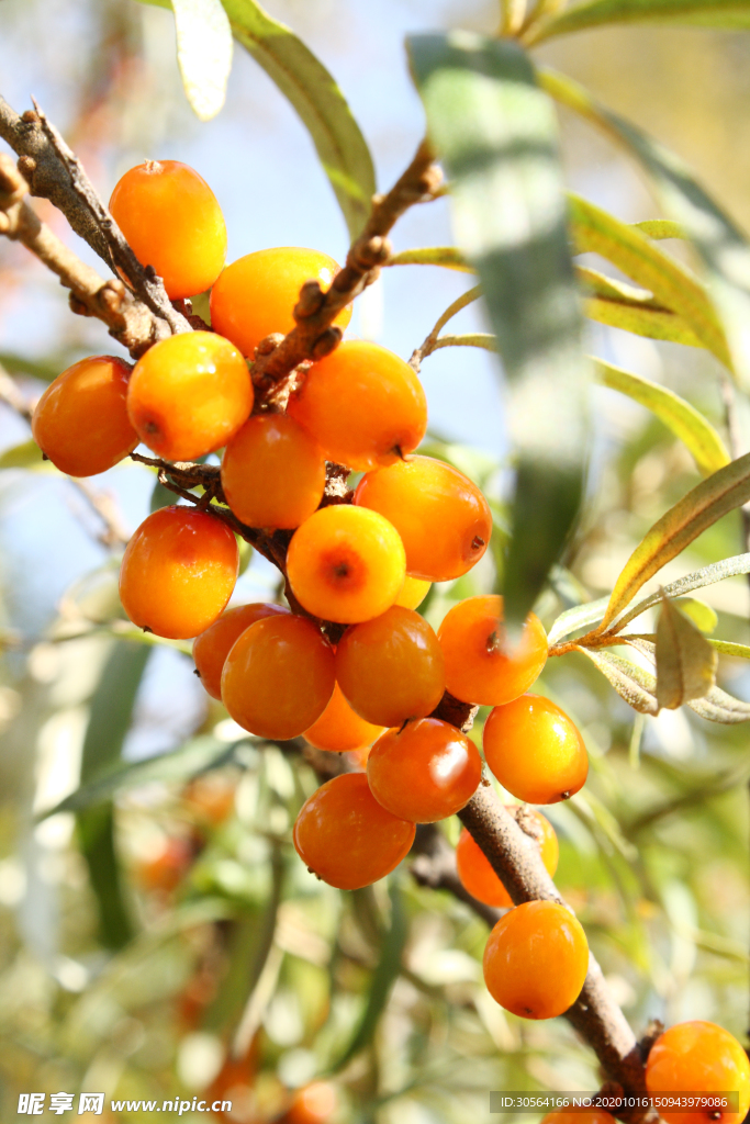 野果浆果水果背景海报素材