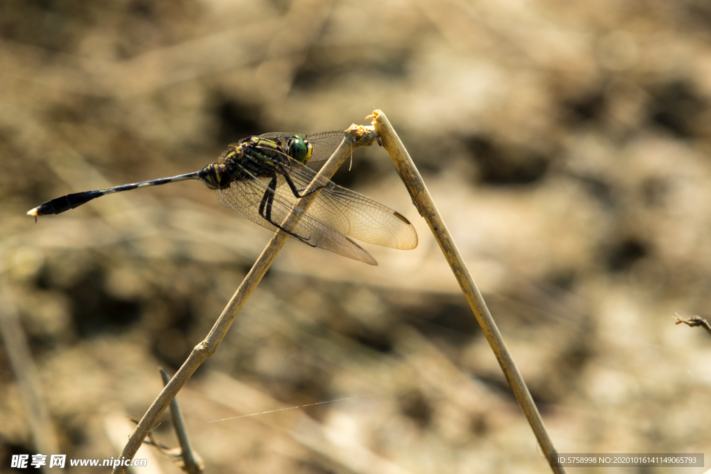 蜻蜓特写