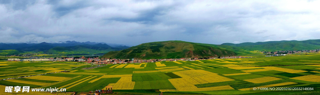 宁夏水稻田景观