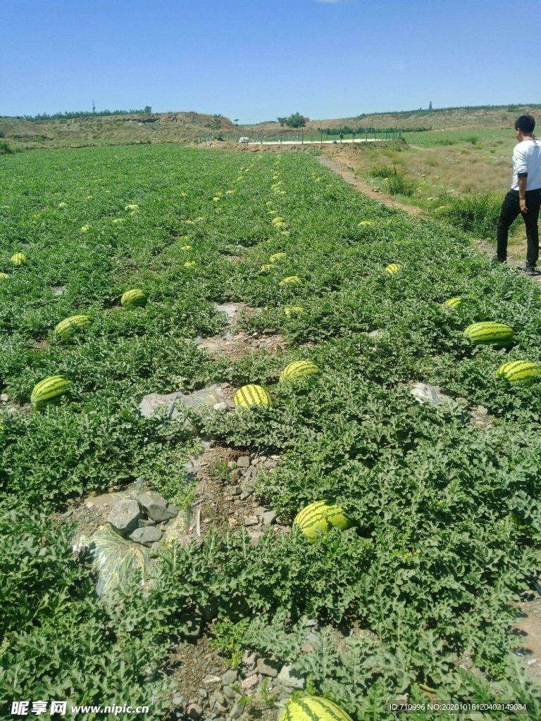 西瓜地瓜田