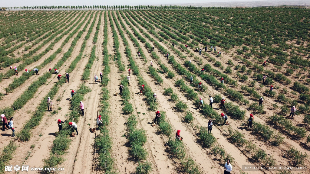 宁夏枸杞采摘