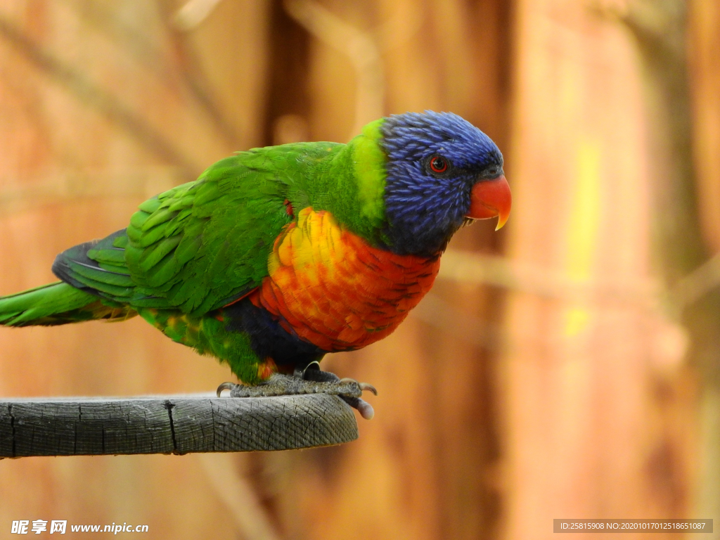 彩虹鹦鹉