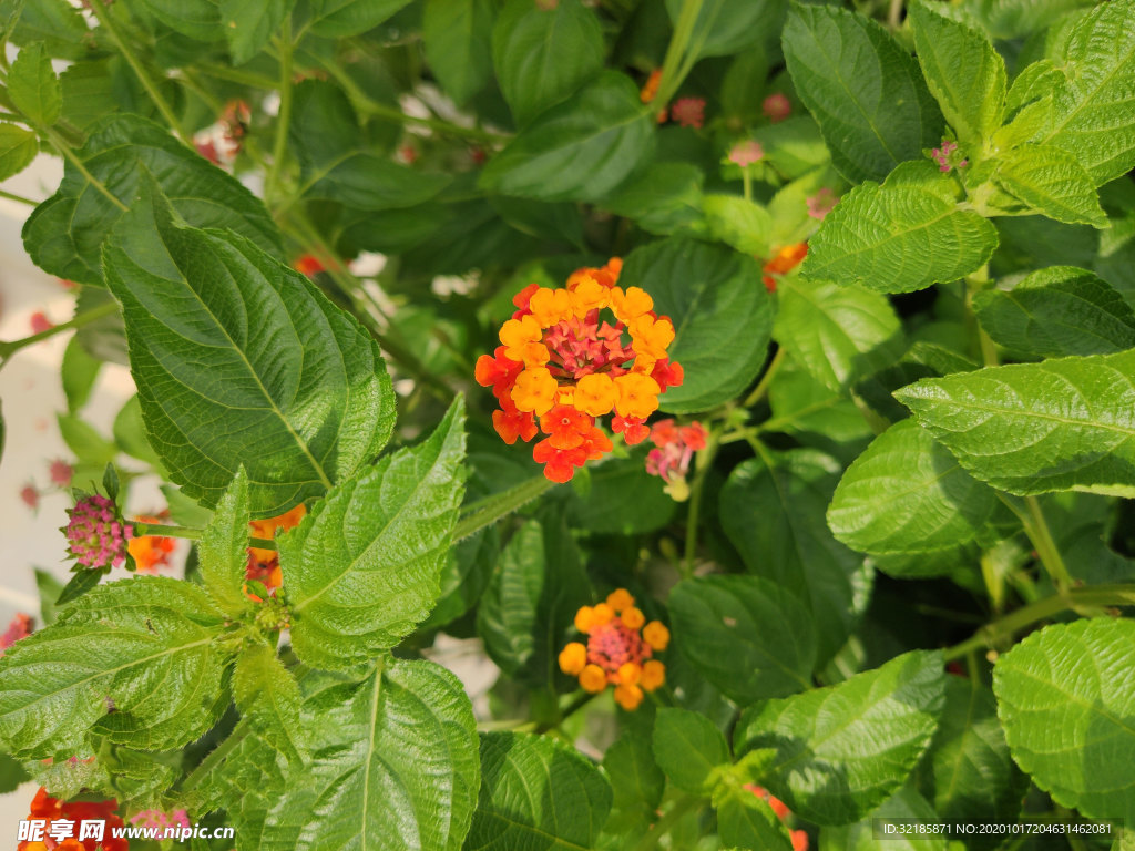 近距离实拍 马缨丹