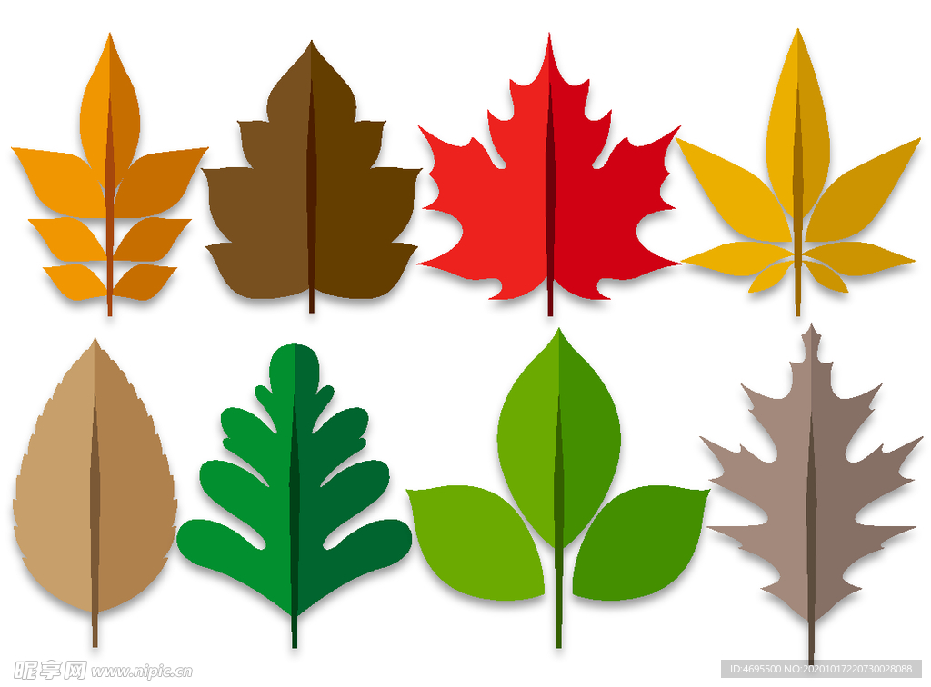 树叶 枫叶