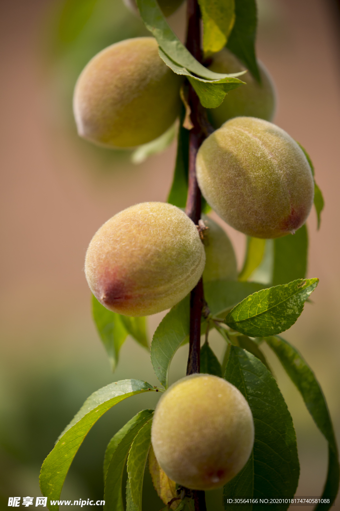 毛桃水果果实背景海报素材