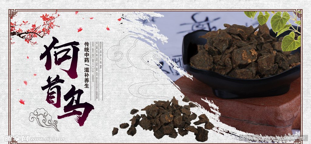 何首乌展板