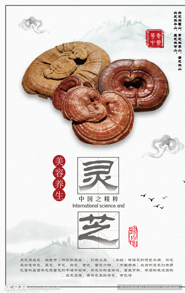 中国风养生灵芝海报