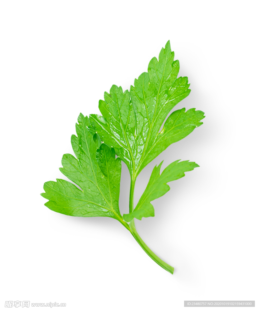 芹菜叶