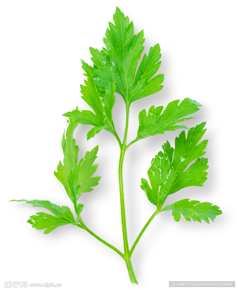 芹菜叶