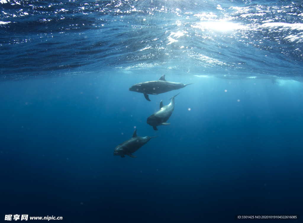 海豚图片