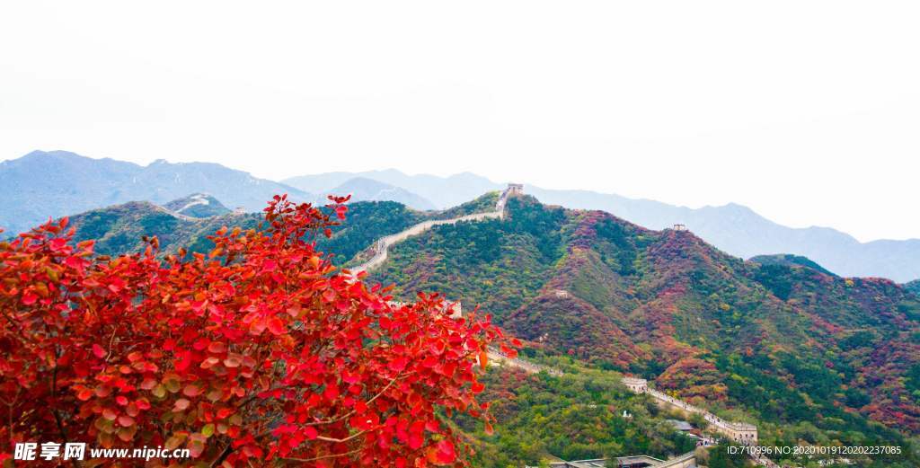 长城红叶