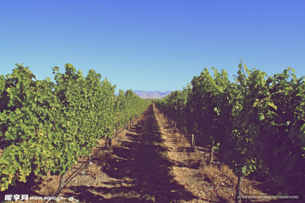 葡萄园