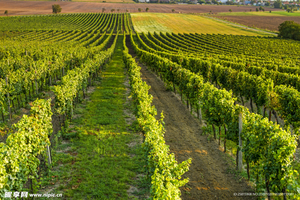 葡萄园