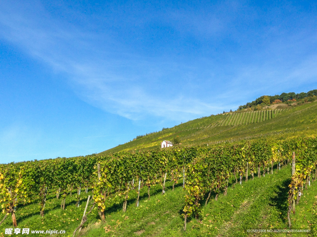 葡萄园