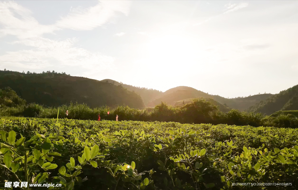 花生地落日