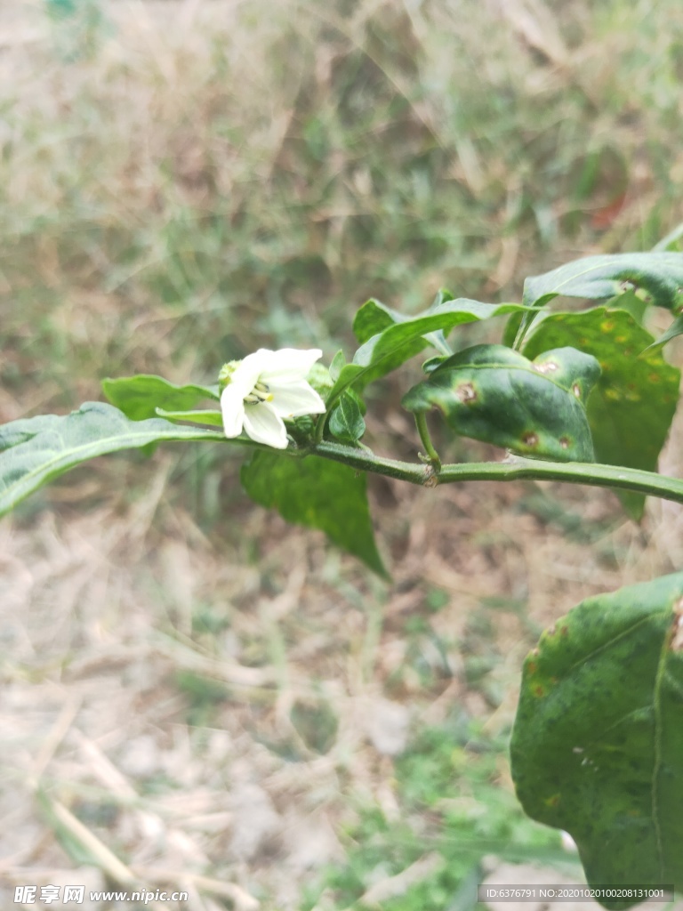 田园里的辣椒花