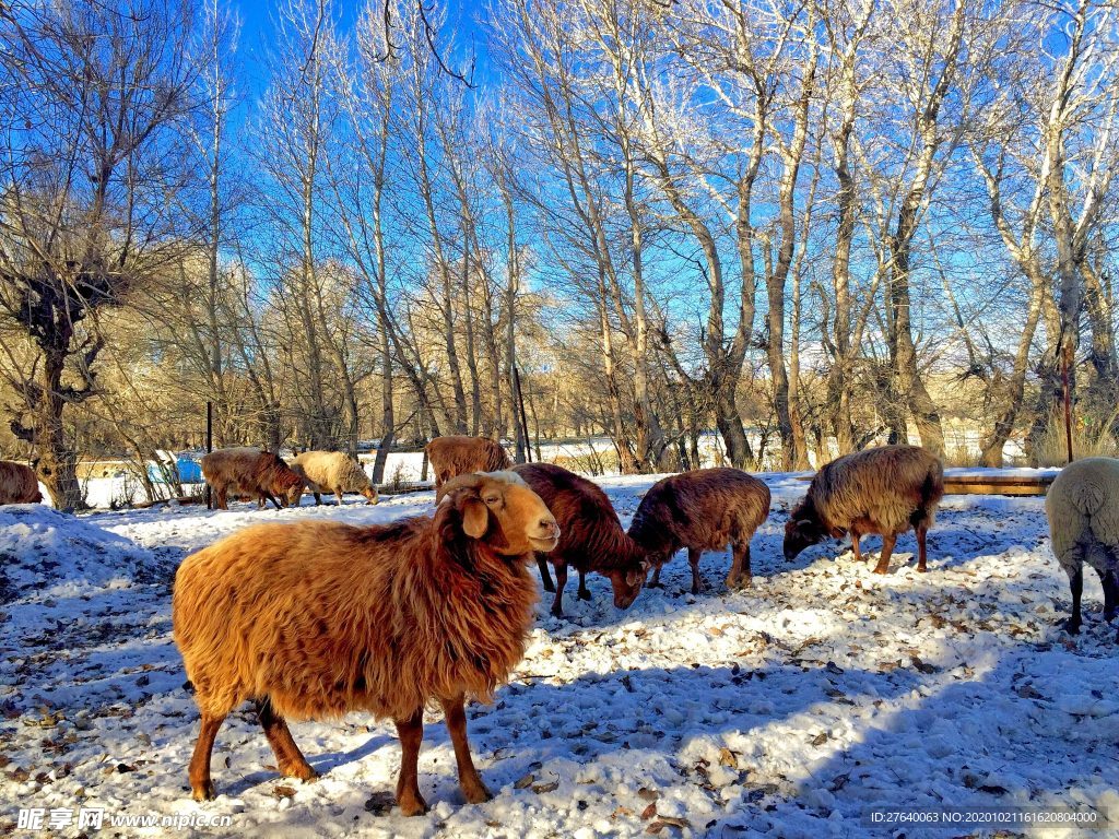 蓝天雪山与绵羊