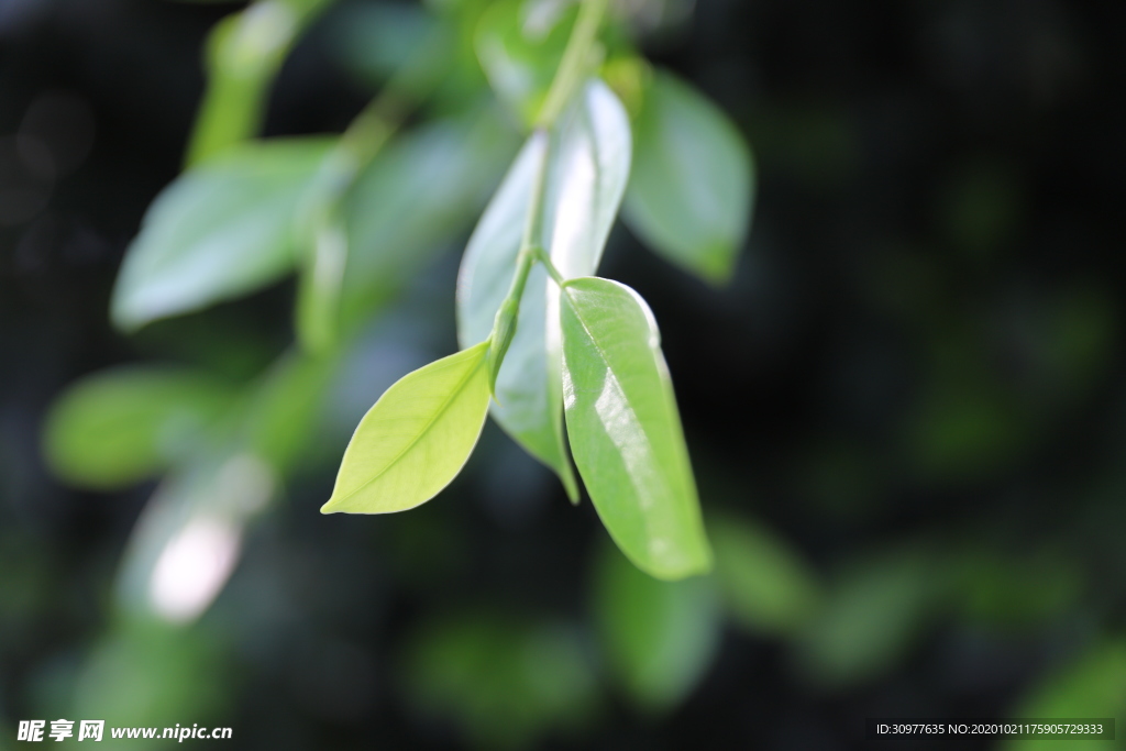 春天绿叶自然生机