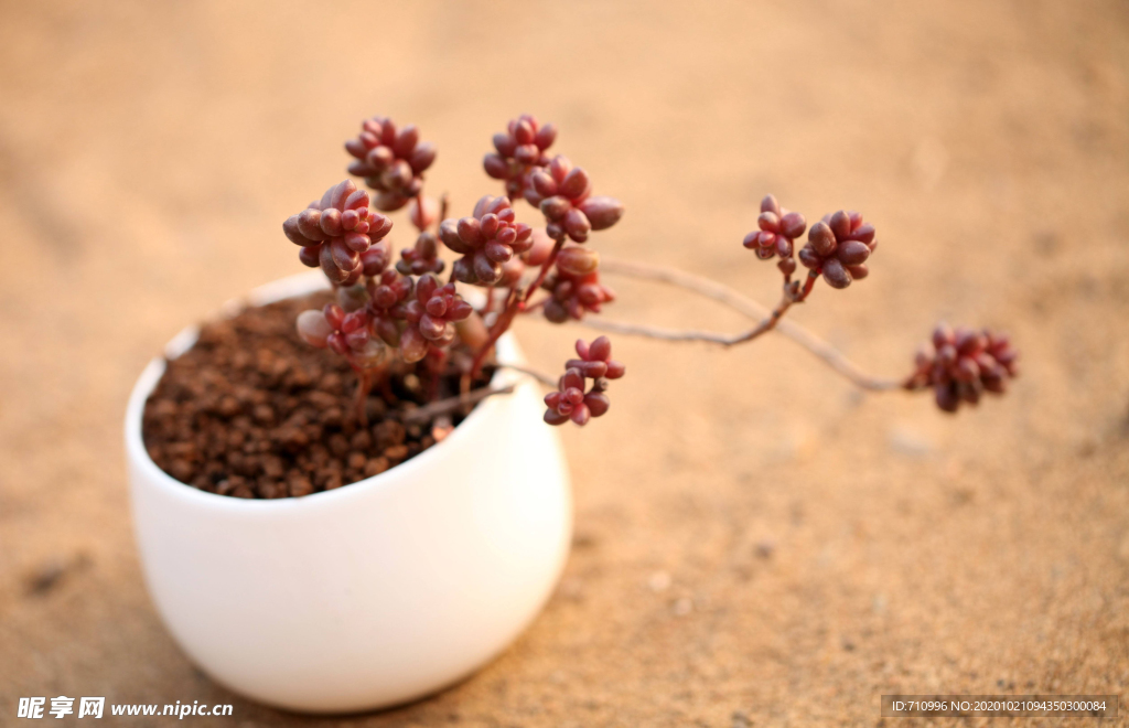 多肉植物掌上花园珊瑚珠