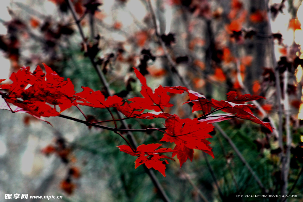 枫叶红了
