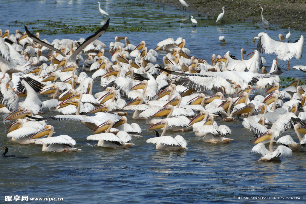 鹈鹕图片 空中鹈鹕 水中鹈鹕