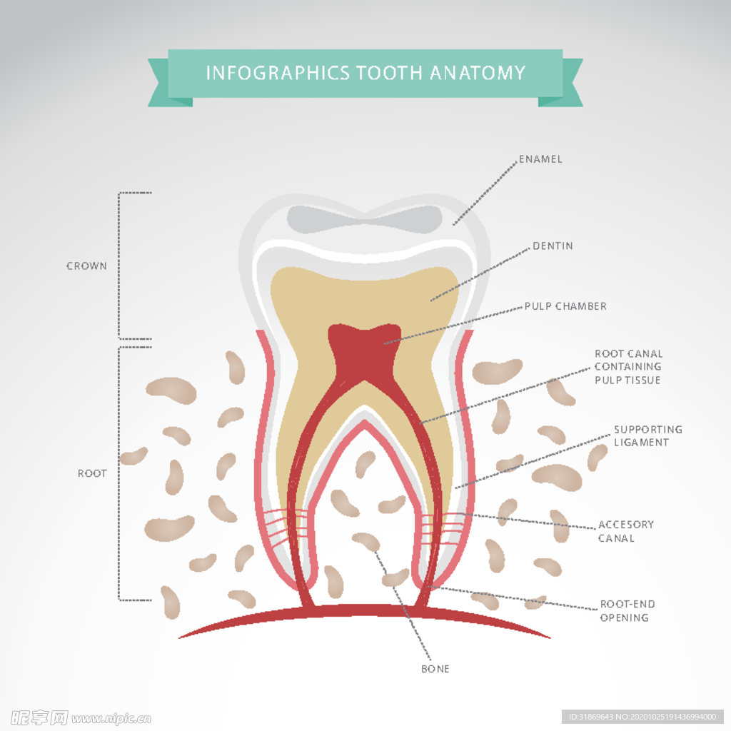 牙齿 口腔 医科