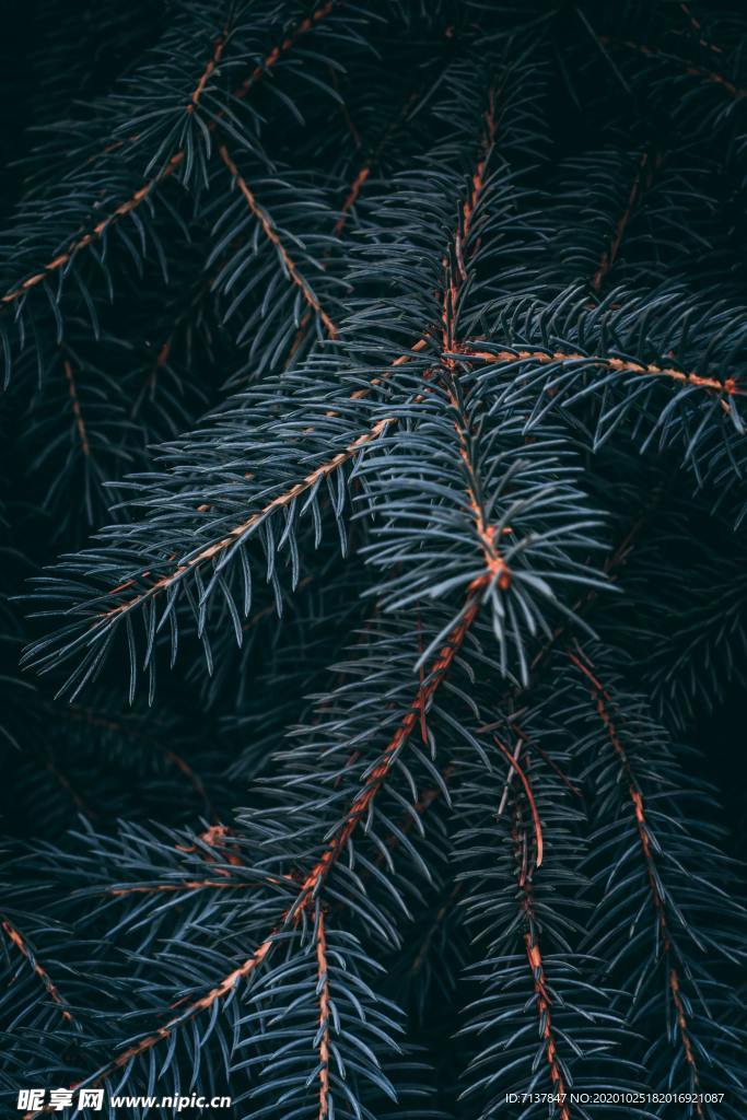 松树松叶银针树