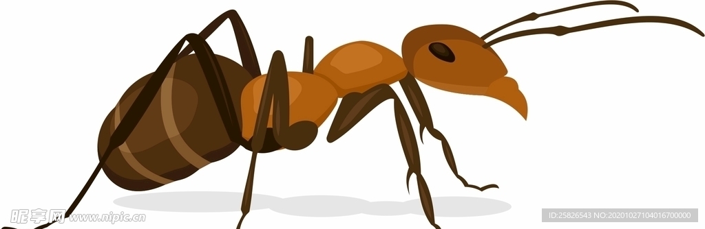 蚂蚁