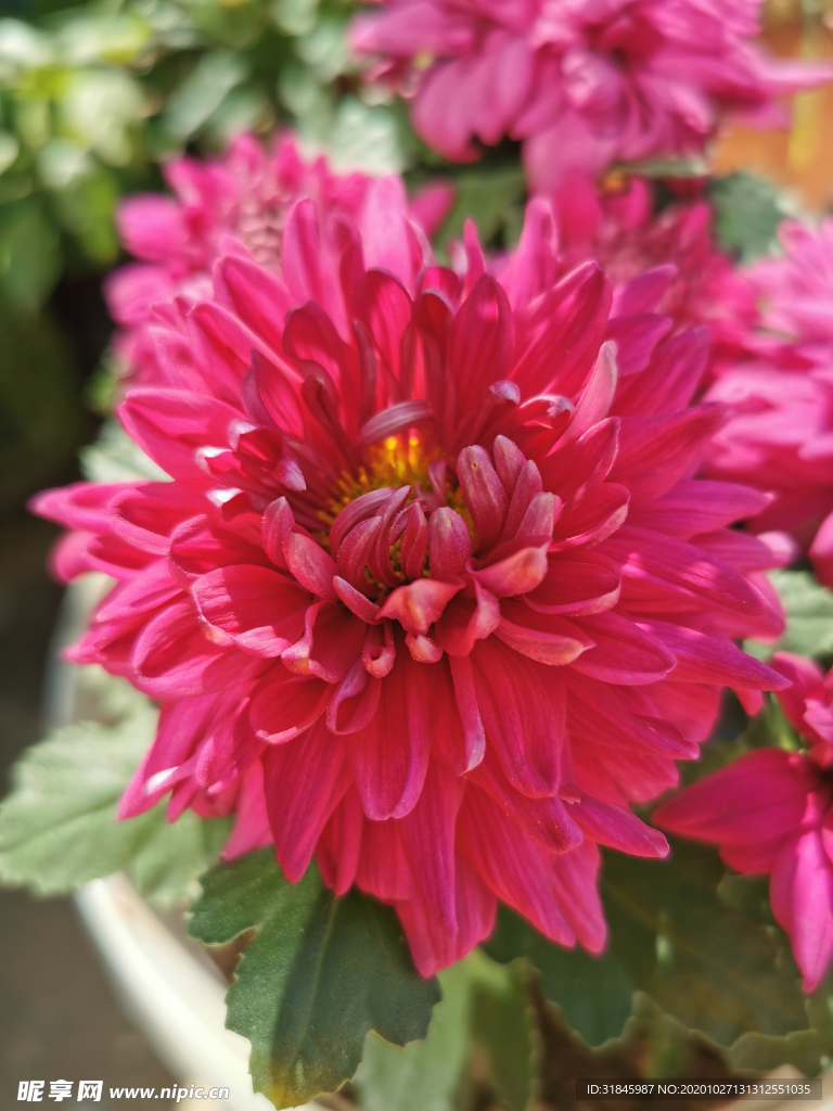 红菊花