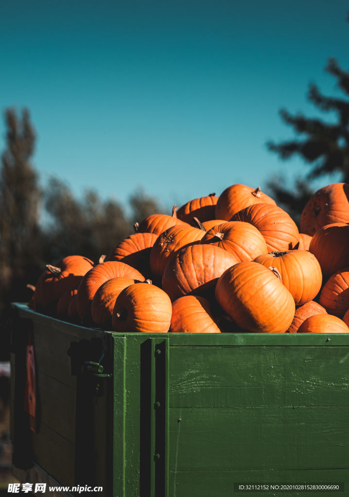 南瓜丰收