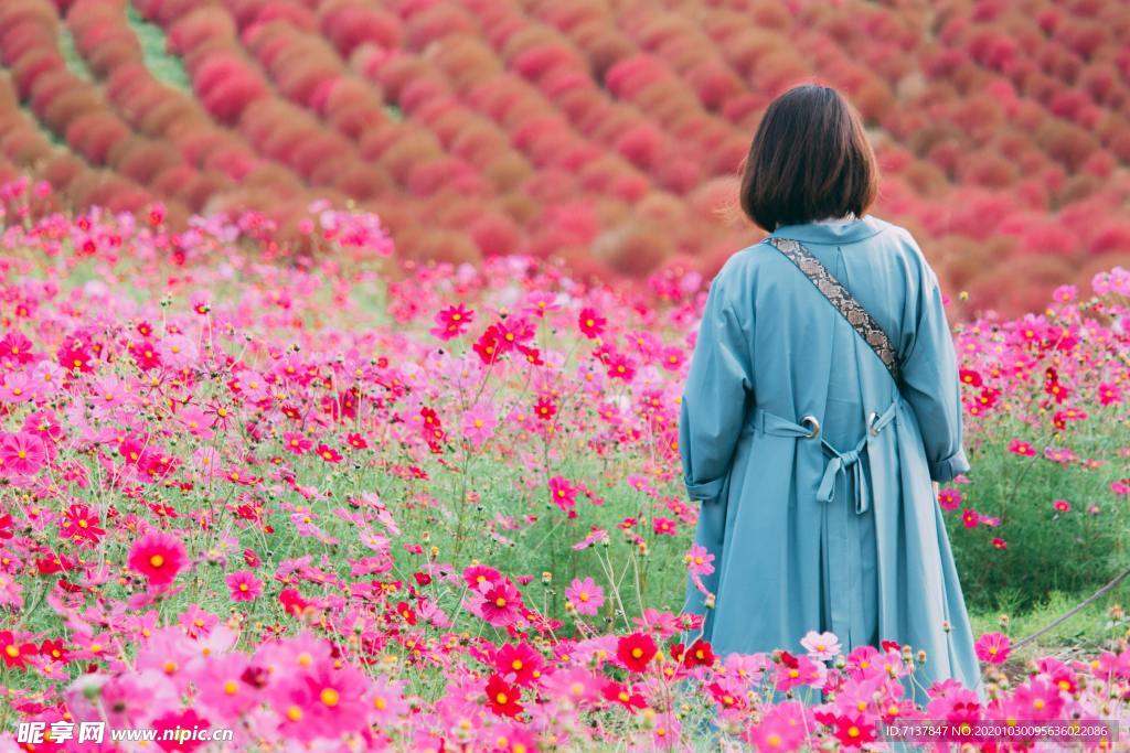 花海背影