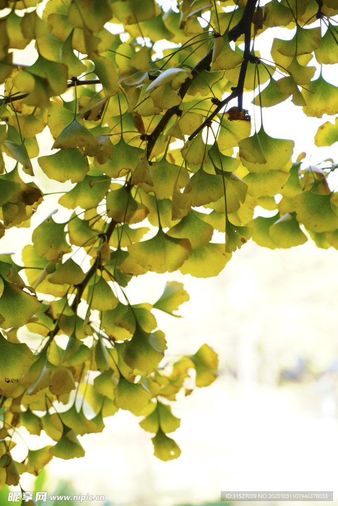 银杏叶特写