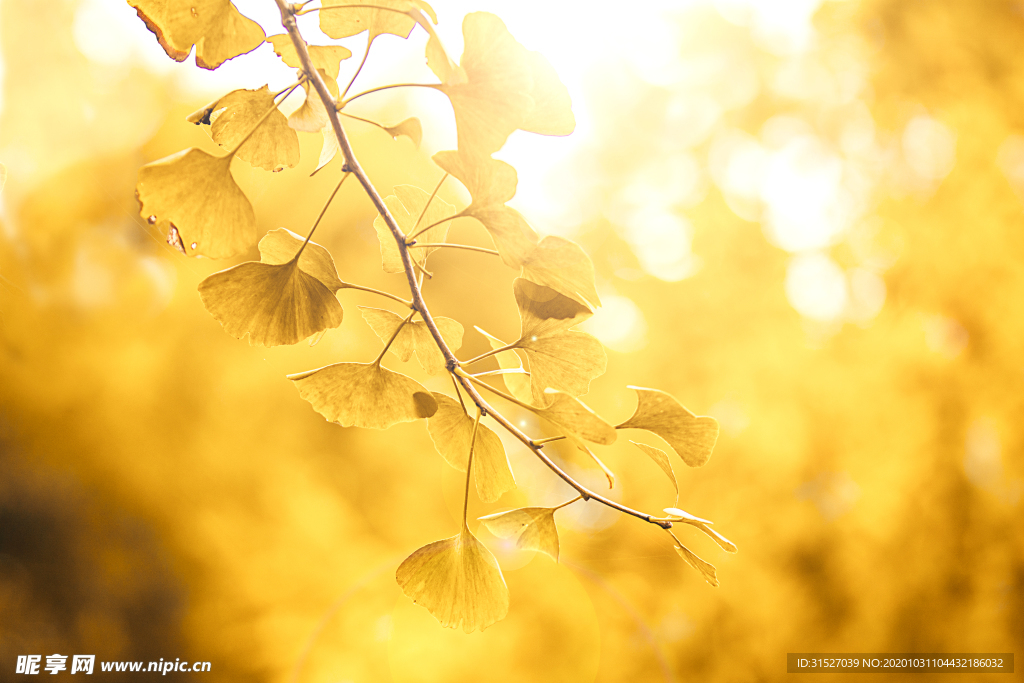 唯美逆光银杏树