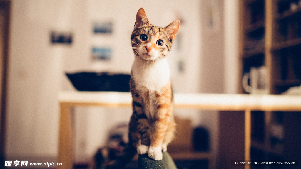 猫   可爱 里面的猫