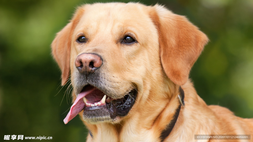 黄色 拉布拉多猎犬