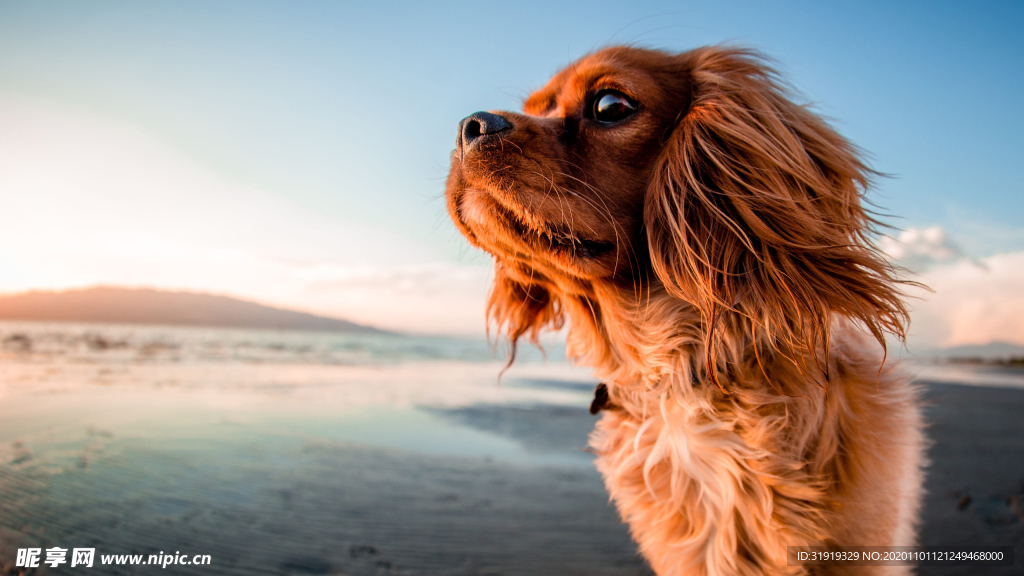 狗 海滩 特写 在沙滩上 自然