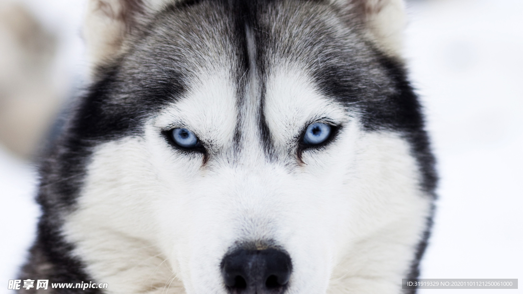 狗 冬天的雪 沙哑 冬季 雪