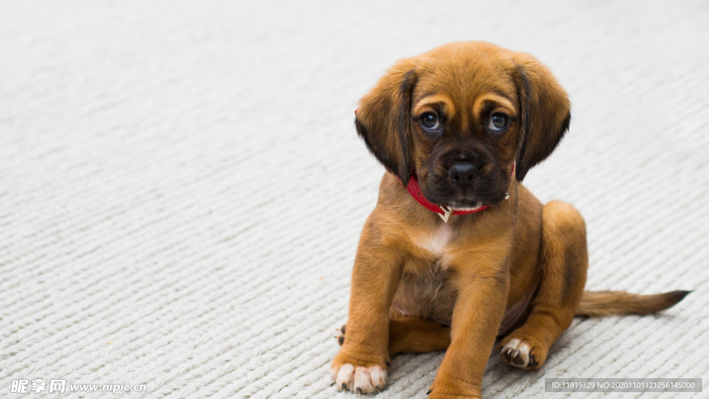 棕色 黑色 德国牧羊犬小狗