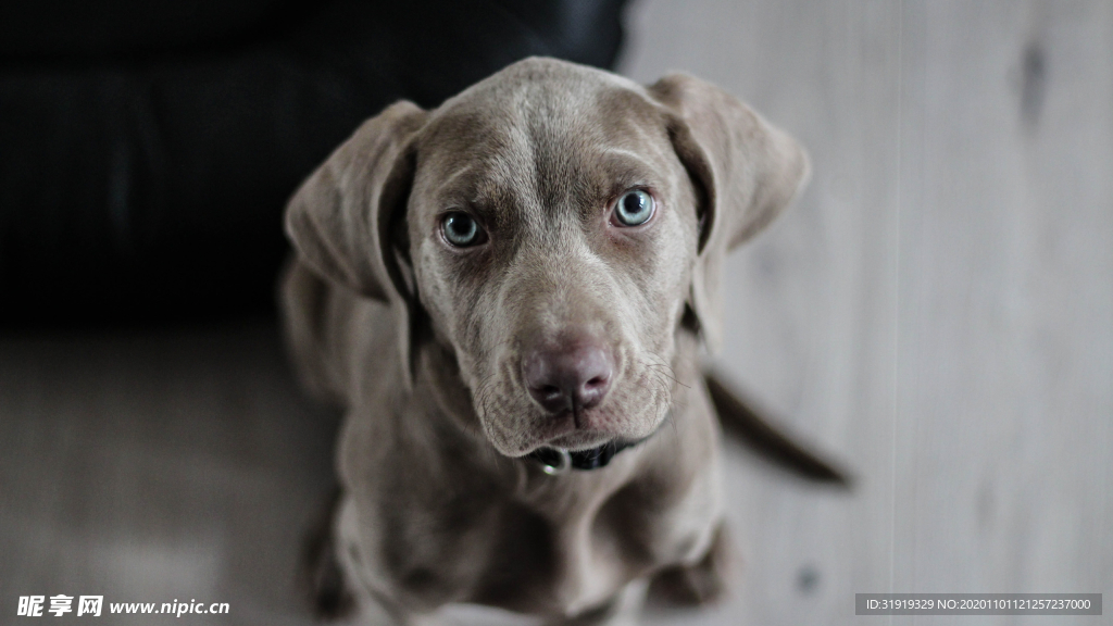 小狗 狗 动物 宠物 纯种狗