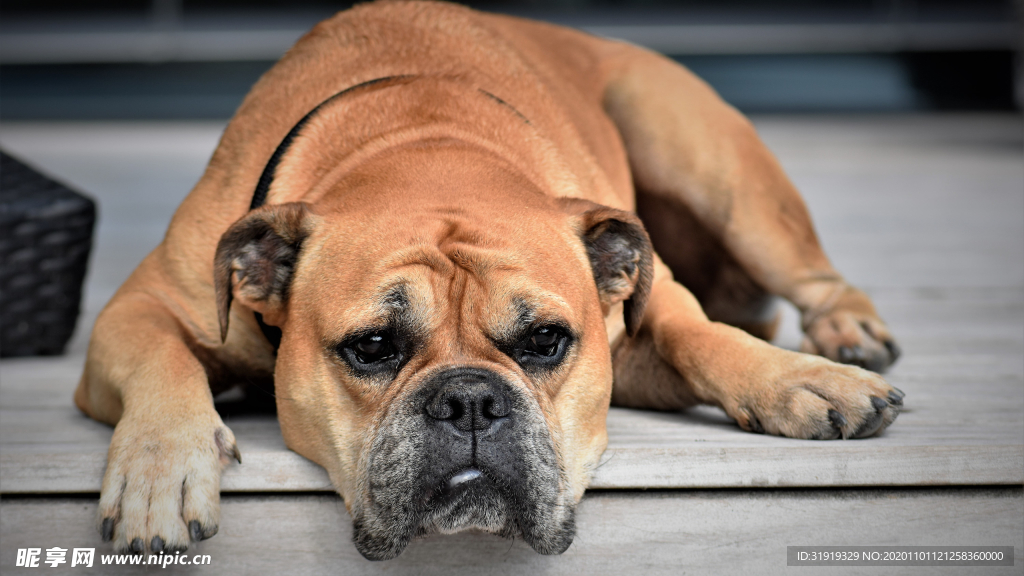 狗 动物 大陆斗牛犬 宠物
