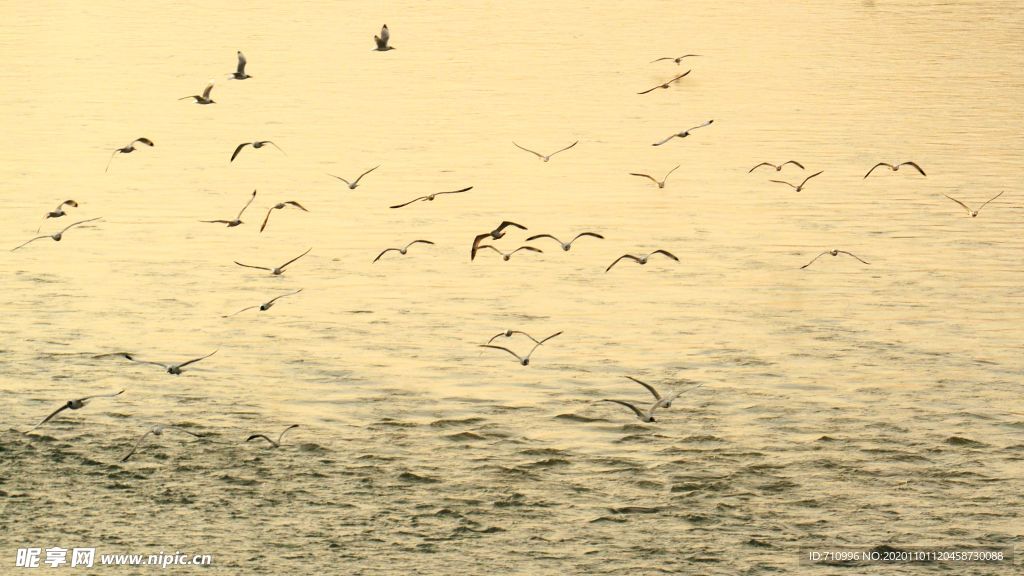 黄河岸边去看鸟