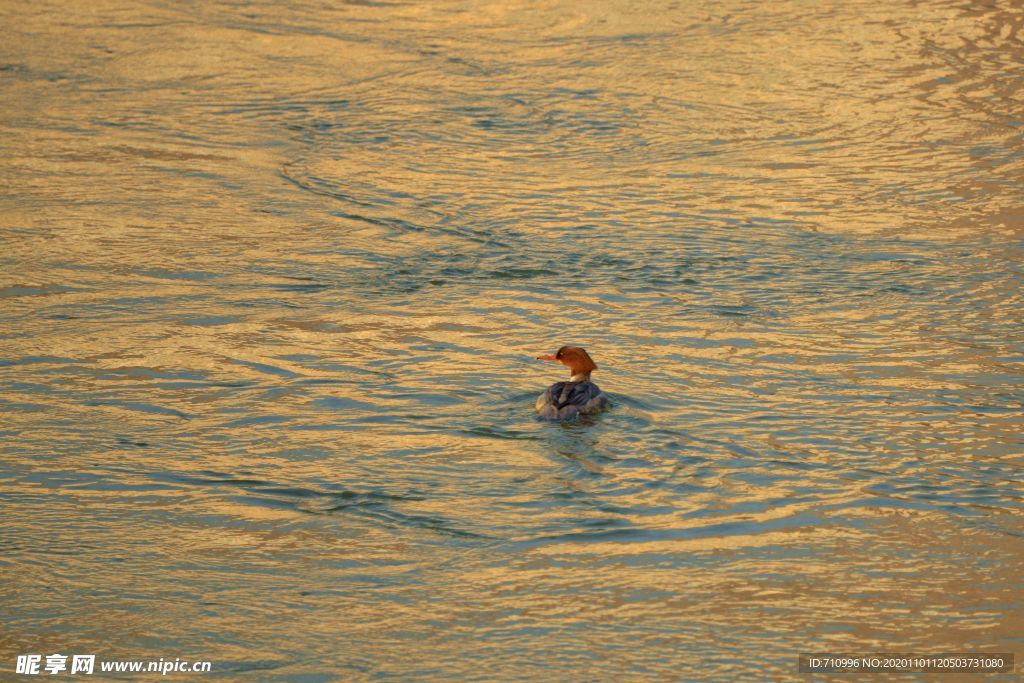 黄河岸边去看鸟