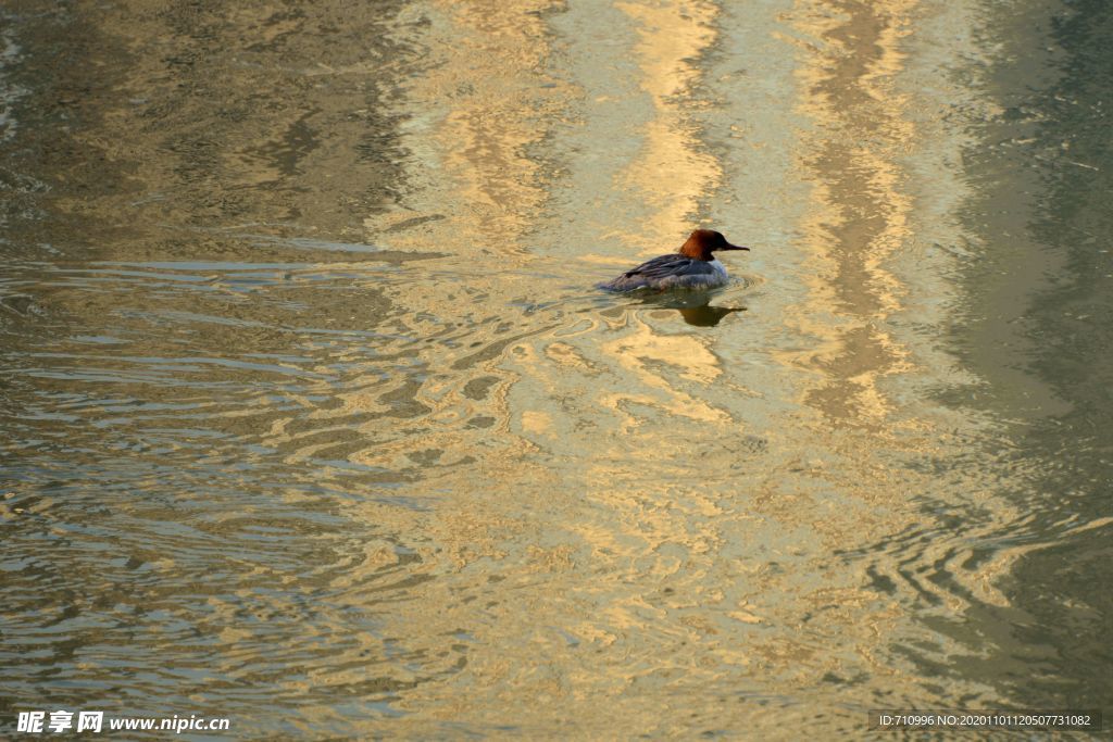 黄河岸边去看鸟