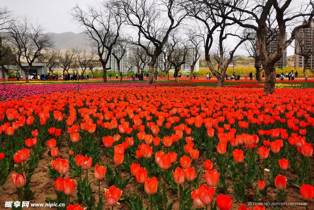 郁金香绽放黄河河畔