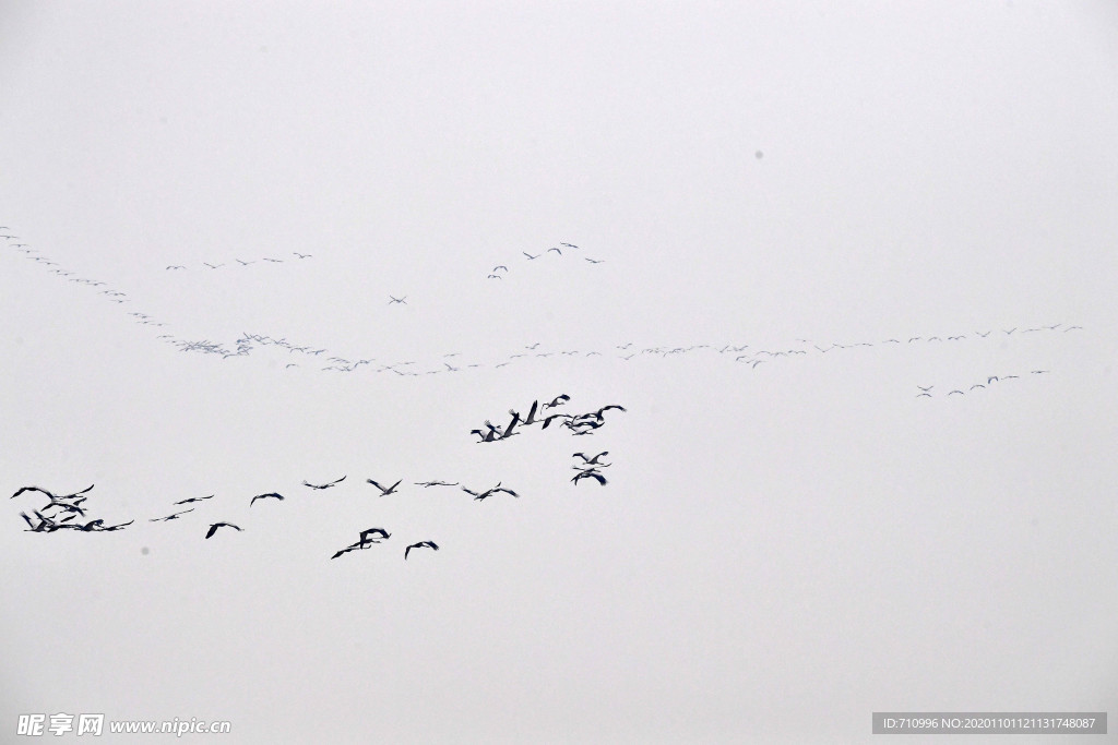 河南黄河湿地现万鸟飞临景观