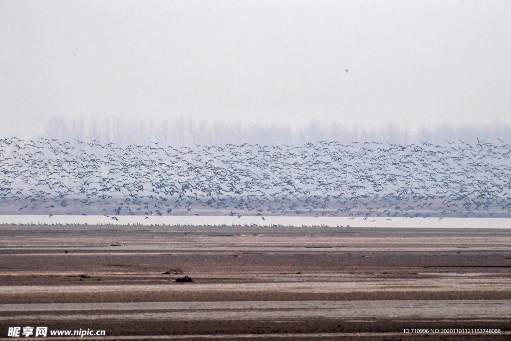 河南黄河湿地现万鸟飞临景观